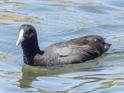 Fulica atra (Eurasian Coot).jpg